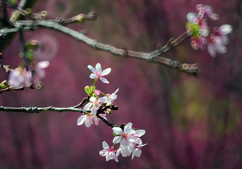 廣州櫻（Cerasus yunnanensis “Guangzhou”）<br />　“廣州櫻”花淺玫紅色，花瓣5枚，隋圓形，花態張開，盛開時5枚花瓣分離而平展於一個平面上，花徑3.8~4.4cm；花期約為3月至4月，能結實，花期很短，每朵花從開放到凋謝只有7天，整株樹的花期約15天左右。