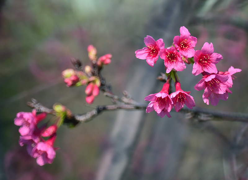 山櫻花-中國紅（Cerasus yunnanensis “Red China”）<br />　“山櫻花-中國紅”花紫紅色，鐘形，呈半開狀低垂，花色絢麗、熱烈大氣；花瓣5枚，花徑1.4~1.5cm；花1~3朵一束組成傘形花序，花期約為2月下旬至3月中旬。
