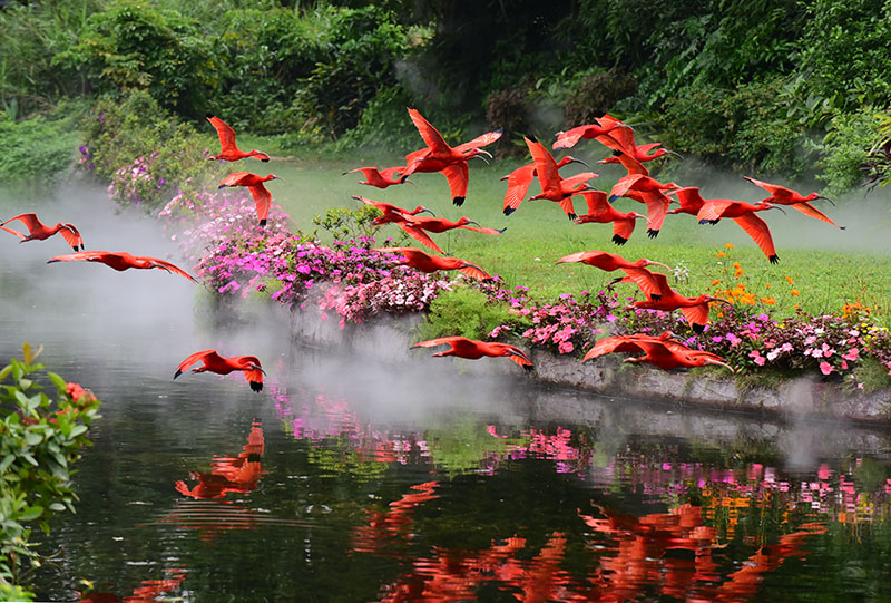 美洲紅鹮(千里達島的國鳥)