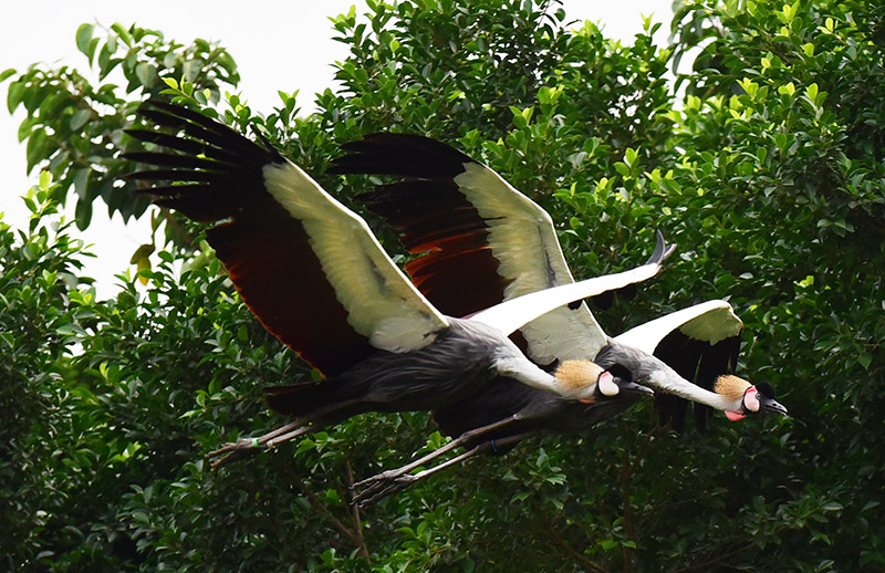 灰冠鶴(烏干達、坦尚尼亞和盧安達的國鳥)