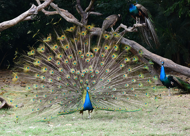 藍孔雀(印度的國鳥)