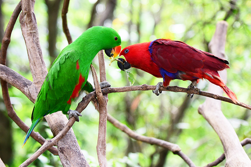 折衷鸚鵡（雄鳥為翠綠色，雌鳥是深紅色）