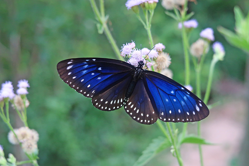 　藍點紫斑蝶