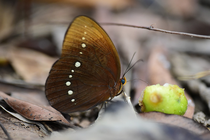 　串珠環蝶活躍於林蔭小徑，竹林及密林。飛行速度不快，常以波浪式貼地面飛行。甚少吸食花蜜，愛吸腐果、熟果及竹樹汁液。有領域行為，常飛回原處。
