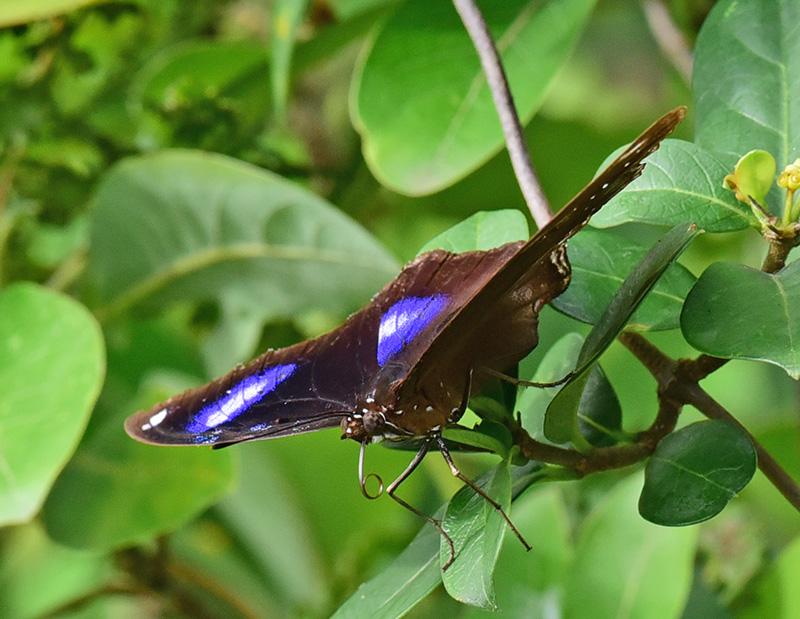 　幻紫斑蛺蝶。