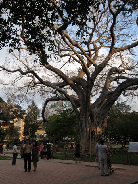 　參天的古樹似乎向遊人介紹了它的歷史。