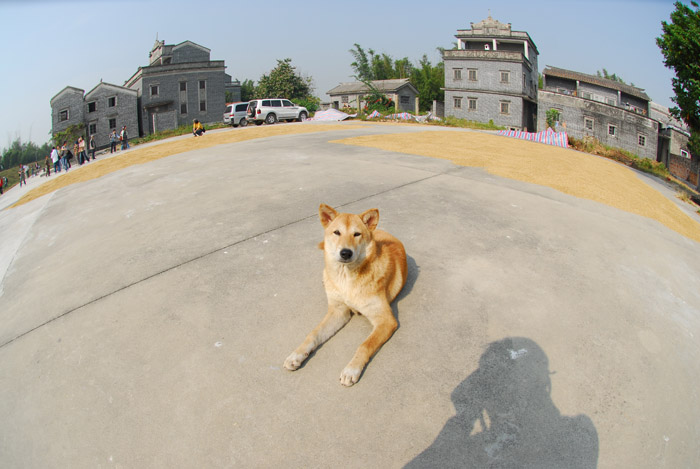 　狗大哥：&quot;這地頭是我的。&quot;<br /><br />　講笑者，只是試下魚眼鏡。<br /><br />　剛好這反，這里的村民都很和善，雞犬也到處跑，但卻沒有聽到犬叫聲．當年的治安如有現在這麼好，可能沒有這些碉樓了。