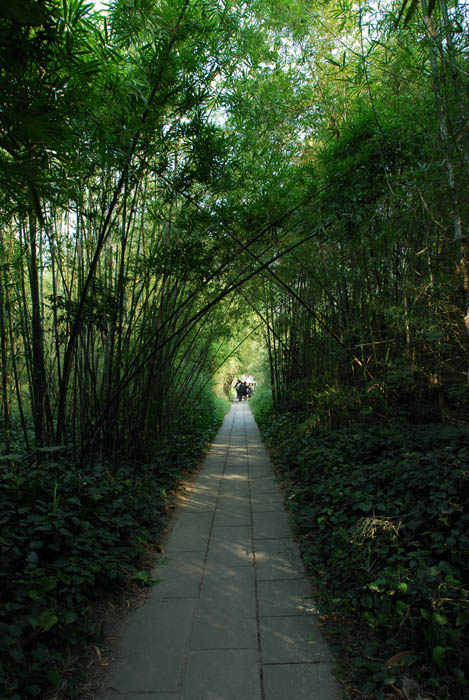 　馬降龍村翠竹森森，綠樹成蔭，鳥語花香，絕對沒有誇張。