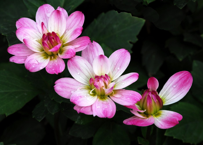 DSC_4175a.jpg