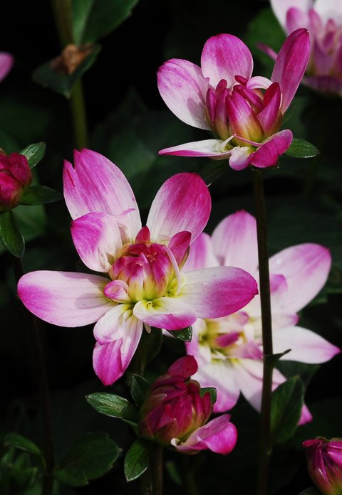 DSC_4282a.jpg