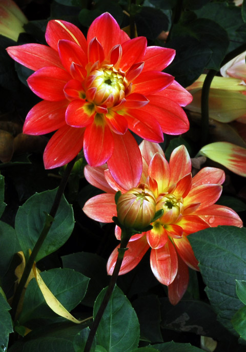 DSC_4215a.jpg