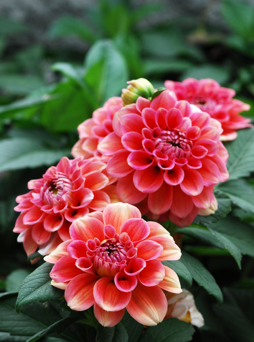 DSC_4157a.jpg