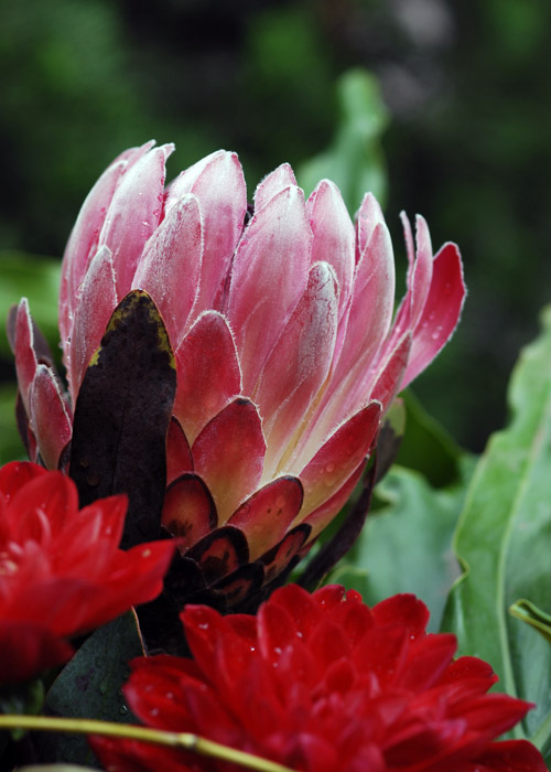 DSC_3910a.jpg