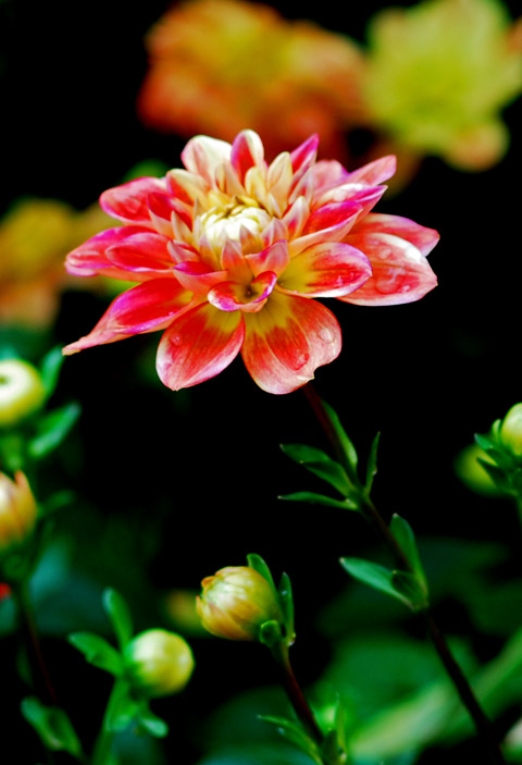 DSC_3887a.jpg