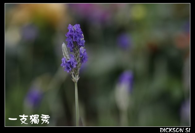 _MG_2988_nEO_IMG.jpg