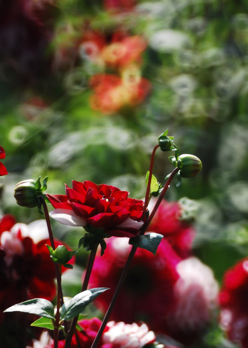 DSC_4301a.jpg