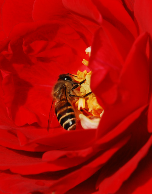 DSC_4426a.jpg