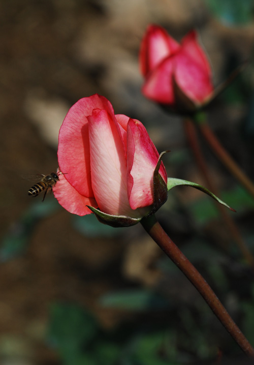 DSC_4455a.jpg