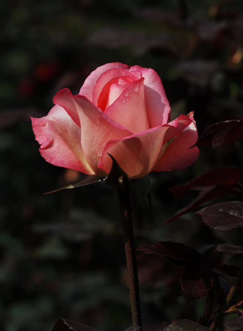 DSC_4448a.jpg