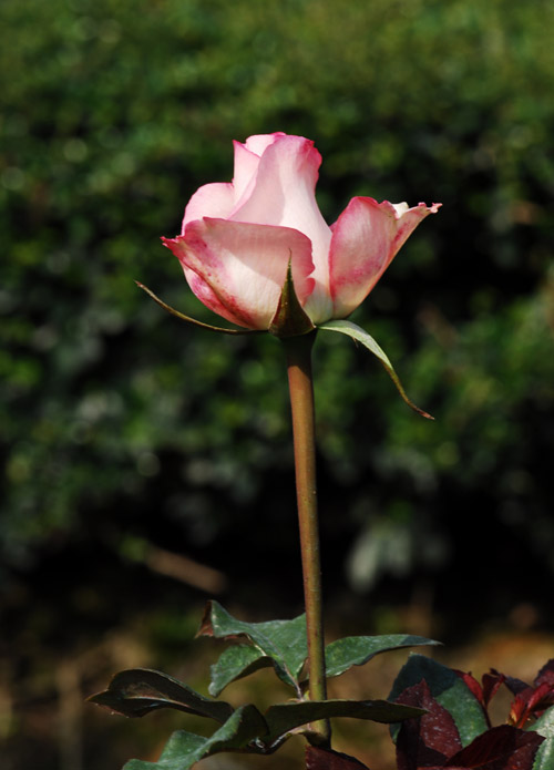 DSC_4450a.jpg