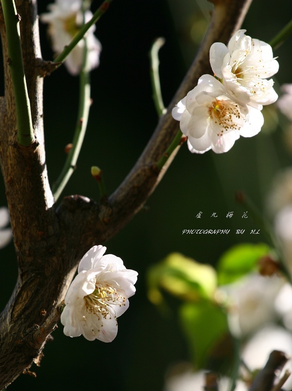 IMG_7350_nEO_IMG.jpg