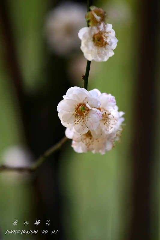 IMG_7313_nEO_IMG.jpg