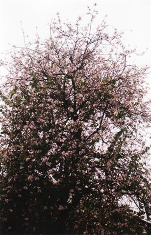 IMG_0005 (Small).jpg