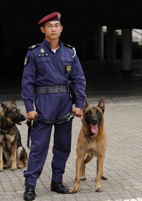荷蘭瑪蓮萊犬：
<br />逐步取代現役德國狼狗工作。據稱此犬奔跑速度高、爆炸力強、體能佳及勇敢，加上壽命長，可服役達十年，很適合警犬工作。