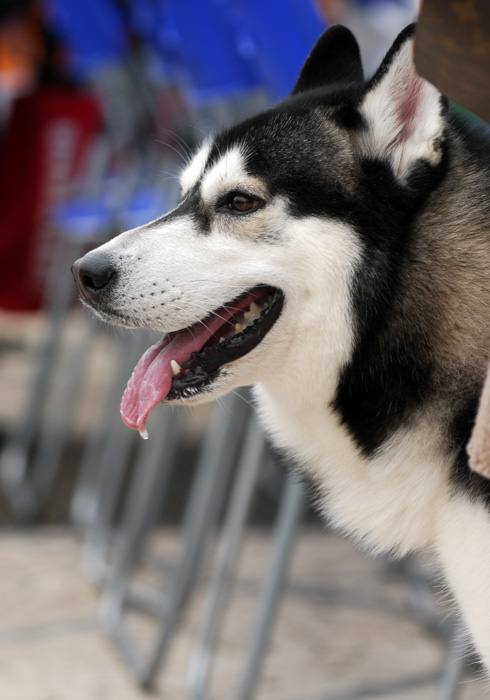 西伯利亞雪撬犬：
<br />特徵：立耳，眼睛為藍色與褐色，也有兩隻眼睛不同顏色的情形，體形中等。 
<br />個性：順從、聰明、反應靈敏、有其穩定溫和的一面，有時也會撒嬌。