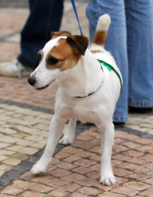積羅素（Jack Russell Terrier）：
<br />原產英國，屬工作犬。機敏、聰明、勇敢、充滿自信和活力，是名副其實的全能獵犬。
<br />智力高，領悟力強，所以往往能獲導演垂青，如在電影《變相怪傑》中，積羅素犬便與主角大鬥演技。