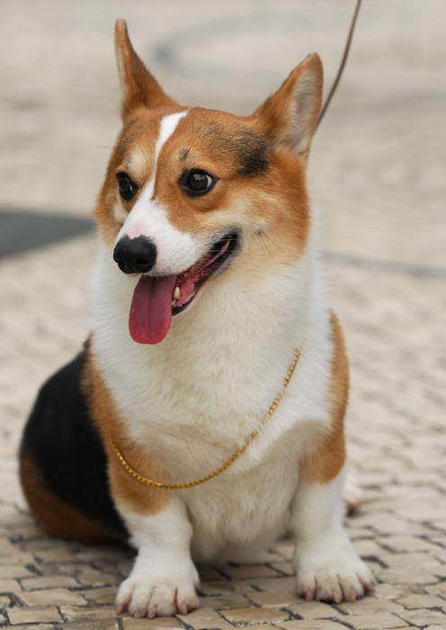 威爾士歌基犬：
<br />特徵：雙耳直立，瞼部無顯著的特徵，