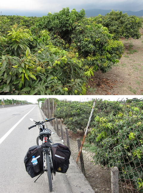　路邊有隨手可摘的荔枝，看來多數台灣人還是比較自律的。