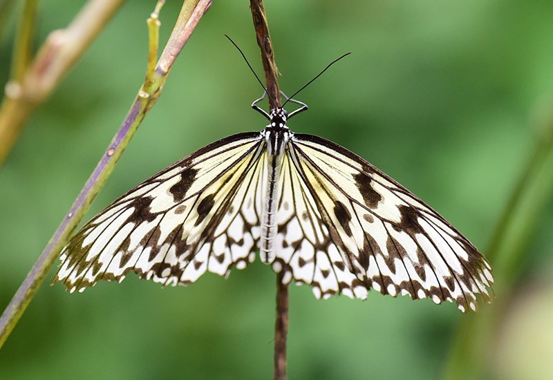 　大白斑蝶比較大型，飛行緩慢（所以也被稱作大笨蝶），飛行挺好看。