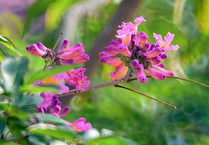 　紫花風鈴木原產南美，近年中國才引進。