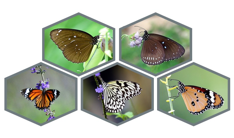 幻紫斑蝶，藍點紫斑蝶，虎斑蝶，大帛斑蝶，金斑蝶