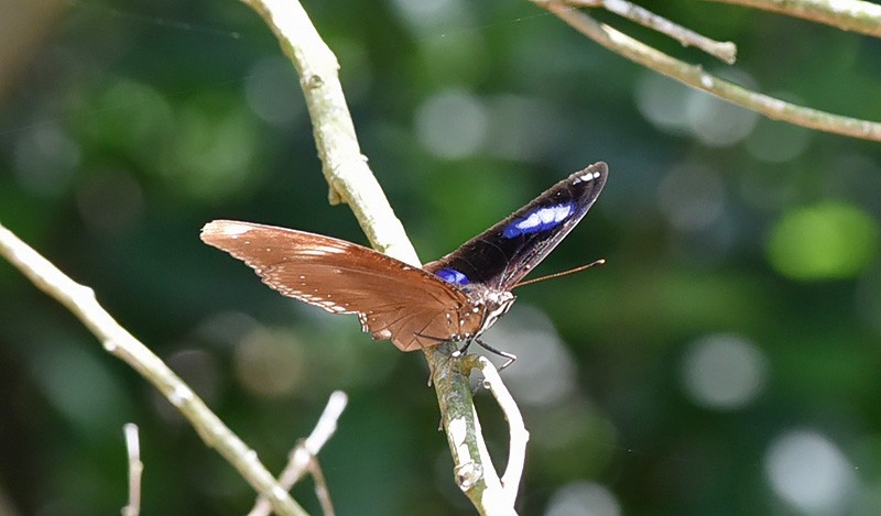 　舊相識: 幻紫斑蛺蝶。