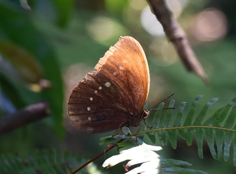 　串珠環蝶，已在三個不同地方見過了。