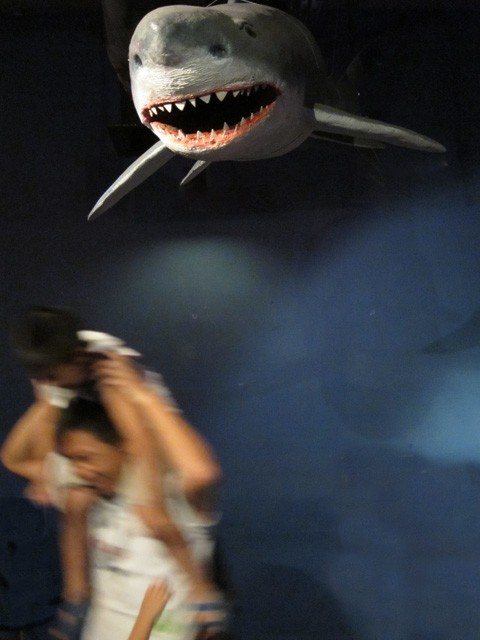 　鯊魚被激怒了。