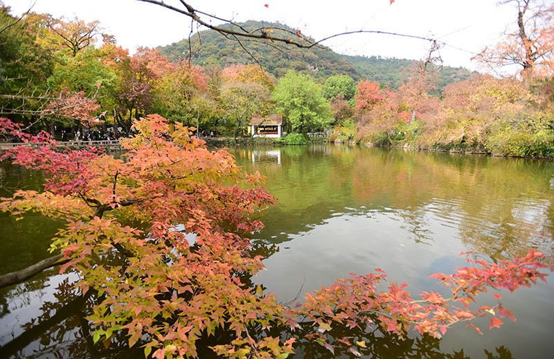　最美的景色是水池周圍的楓樹。