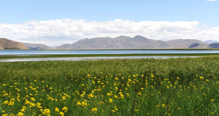 　在沿途有不湖泊，湖邊也有油菜花，但明顯不夠青海那樣壯觀。<br /><br />　但青稞及油菜花在藍天的襯托下，個人覺得比青海湖還漂亮。