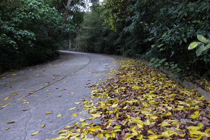 　上風車山的路，是全島唯一的大路，不知道是不是當年要運風車發電機組上山而修建的呢？因為南丫島也是一個無車的小島，平時用不著這麼寬的路。