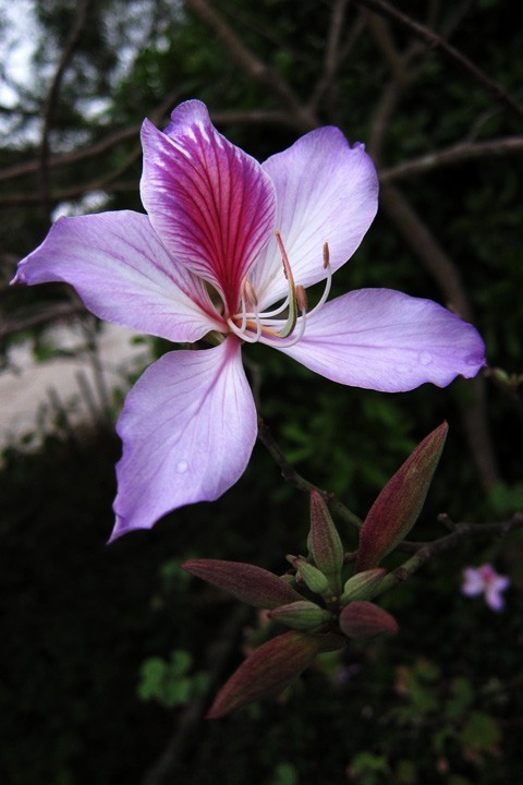 　香港之花。