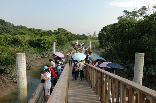 　浮在小河中的浮橋，遊客可最近距離咁接近紅樹林，近距離觀察各種小動物。<br /><br />　這片紅樹林規模，其實不及當年澳門那片紅樹林的規模大，澳門的紅樹林呢？