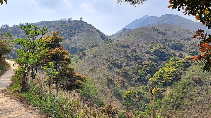 　原以為上鳯凰山要像逆走第二段那樣不斷的上坡，但順走有一些緩坡過渡一下。