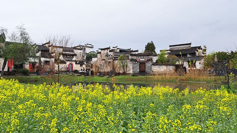 　轉出村外，居然有油菜花田，有些意外。