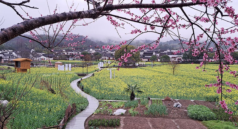 　西遞各景點標註都宣傳自己是“桃花源裡人家”，此時很應景。