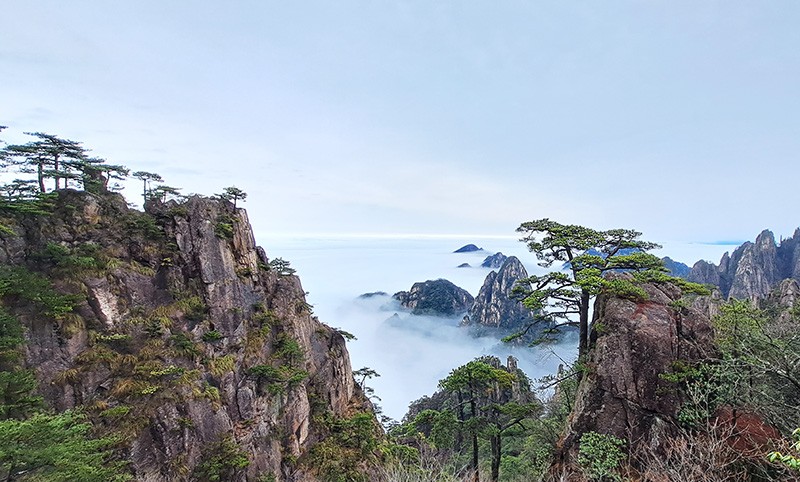 　大凡著名高山，一般都可見到雲海，但是黃山的雲海更有其特色，可以說是一大奇觀。特別是奇峰怪石和古松隱現雲海之中，就更增加了美感。黃山一年之中有雲霧的天氣達250天以上，而且雲來霧去，變化莫測，時而是風平浪靜的一片汪洋，時而波濤洶湧，白浪排空。