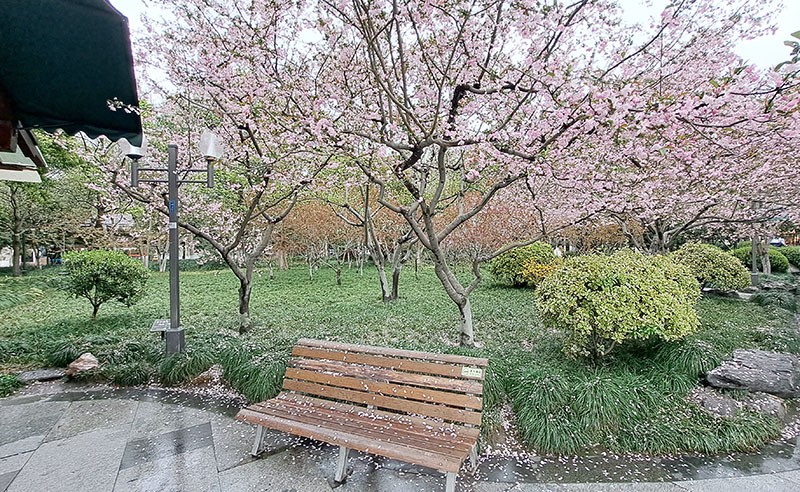 　這片公園最大特色是有很多花草樹木，此時正值春暖花開，簡直是群芳競豔。