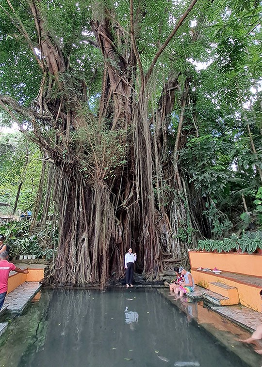 　不久來到百年大榕樹(Old Enchanted Balete Tree)，据说有數百年的历史，榕树非常大，樹下有一魚池，不少人在此玩魚療。<br /><br />　門票20PHP.