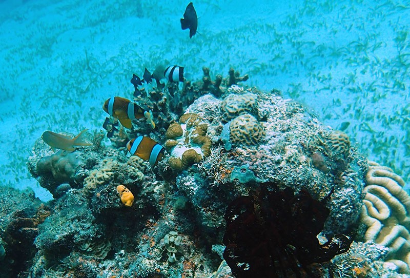 　海底能見度約20米，有魚有珊瑚，不算太漂亮，但水流、水溫、地形很適合初學者。